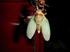 050806_39.JPG