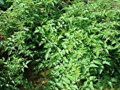 071020_06.JPG
